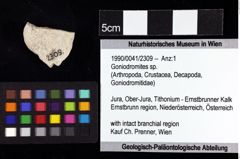 Foto (Objket + Etiketten) von Goniodromites sp. 